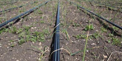 Drip lines and tubing