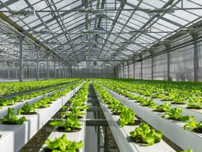Hydroponic and Soilless Growing Systems Hydroponic and Soilless Growing Systems
